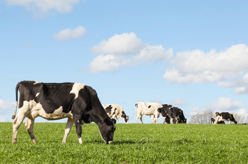 Cows emit methane but how much?