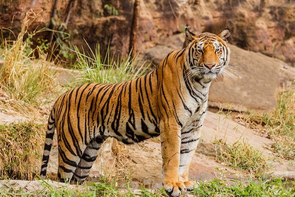 Tigers benefit farmers in rural India