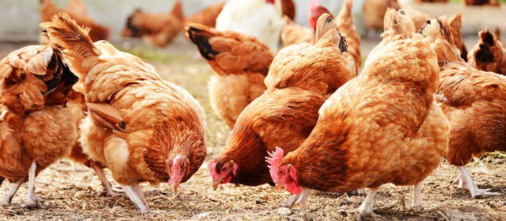 Poultry Nutrition