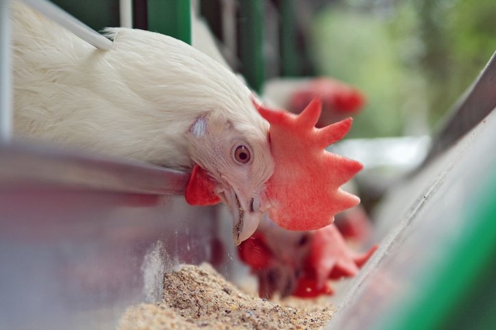 The Benefits of Pellet Binders in Broiler Chicken Feed - Bentoli