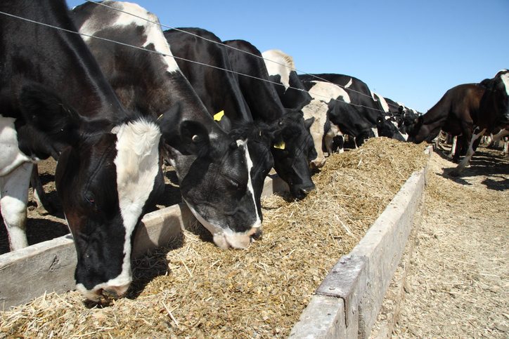 Cattle Supplements: Understanding the Benefits and Value - Bentoli