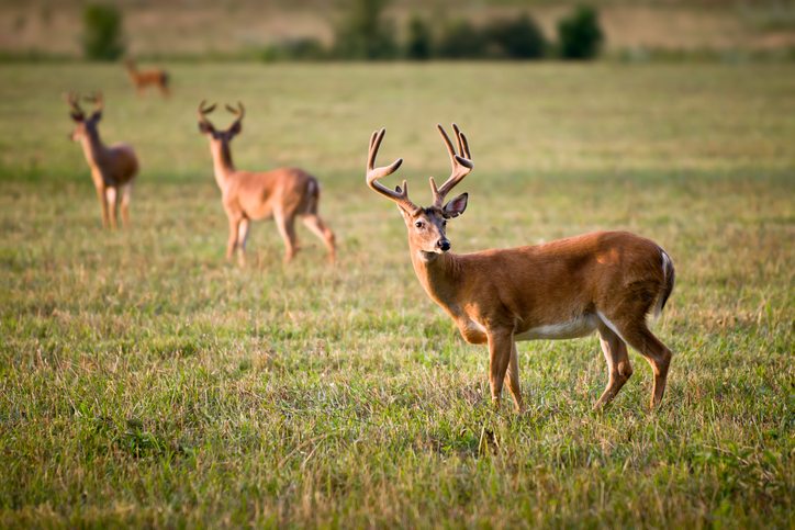 deer protein feed