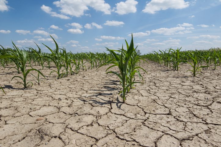 effect of drought on agriculture
