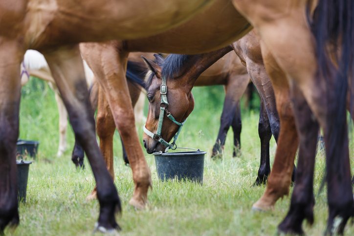 equine feed