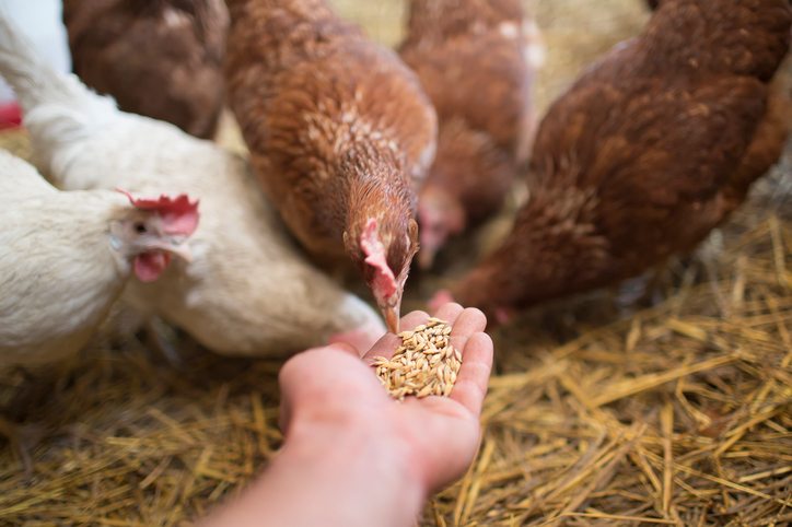 Chicken Feed Ingredients Quality (Improving Composition w/ Supplements &  Additives) | Bentoli, Inc