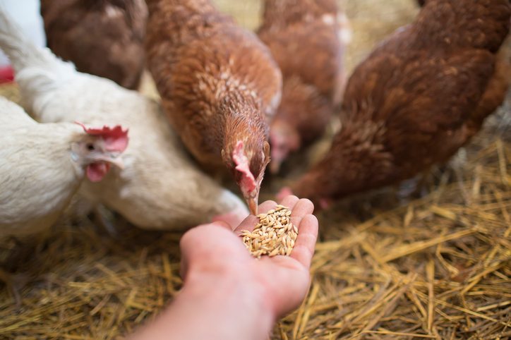 chicken feed ingredients