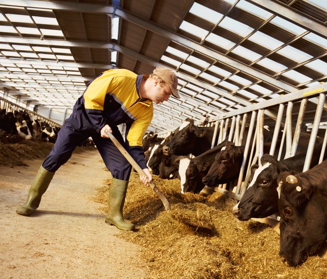 Livestock Nutrition: How to Improve Feed Quality | Bentoli, Inc.