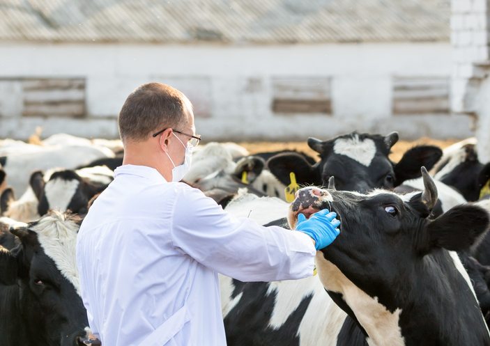 Nutrition for Cows: How Farmers and Feed Manufacturers Can Benefit