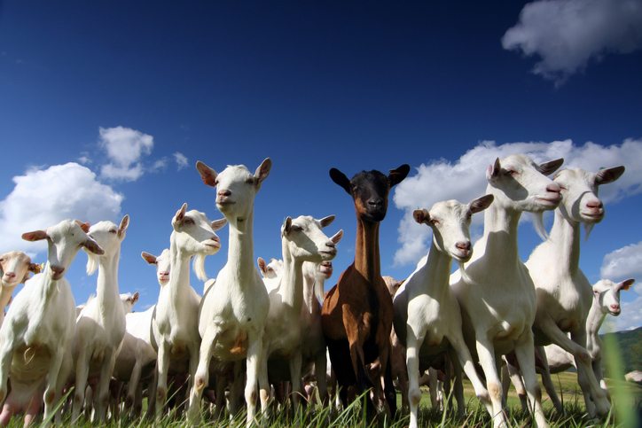 Goat Herding Tips: Common Goat-Keeping Mistakes to Avoid - Grit