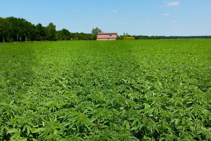 hemp fed livestock