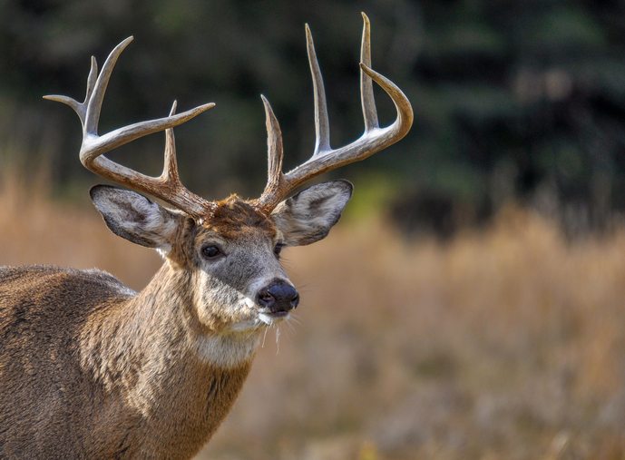 deer protein feed