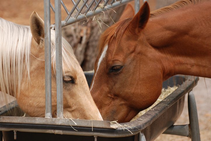 horse supplements