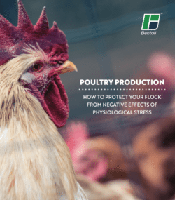 Poultry Production - How to Protect Your Flock