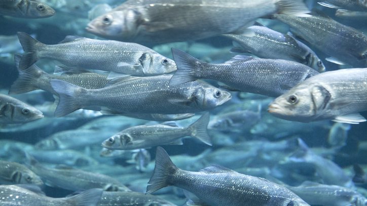 Aquaculture Feed Sea Bass