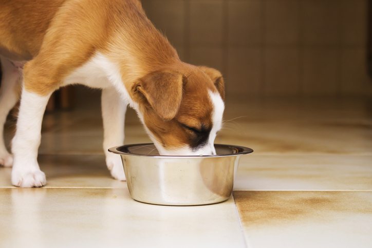 digestive enzymes for dogs