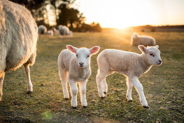 Nutrition for Young Animals