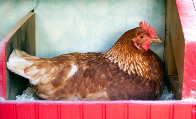 How to transport chickens and reduce the chances of poultry stress occurring.