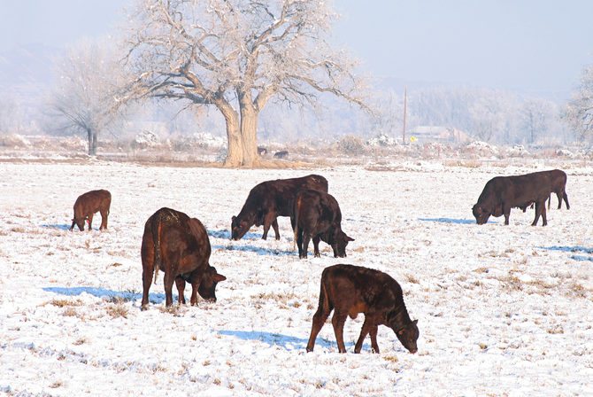 Texas Livestock