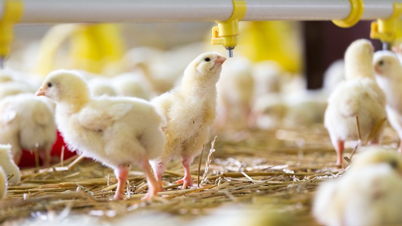 Poultry industry issues in 2017