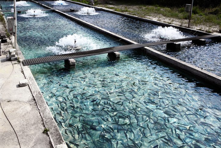 Fish Farming and the future of aquaculture
