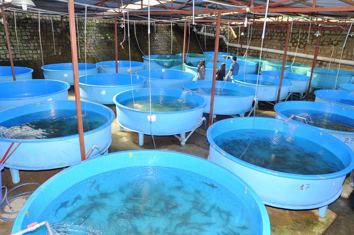 Mycotoxins in aquaculture