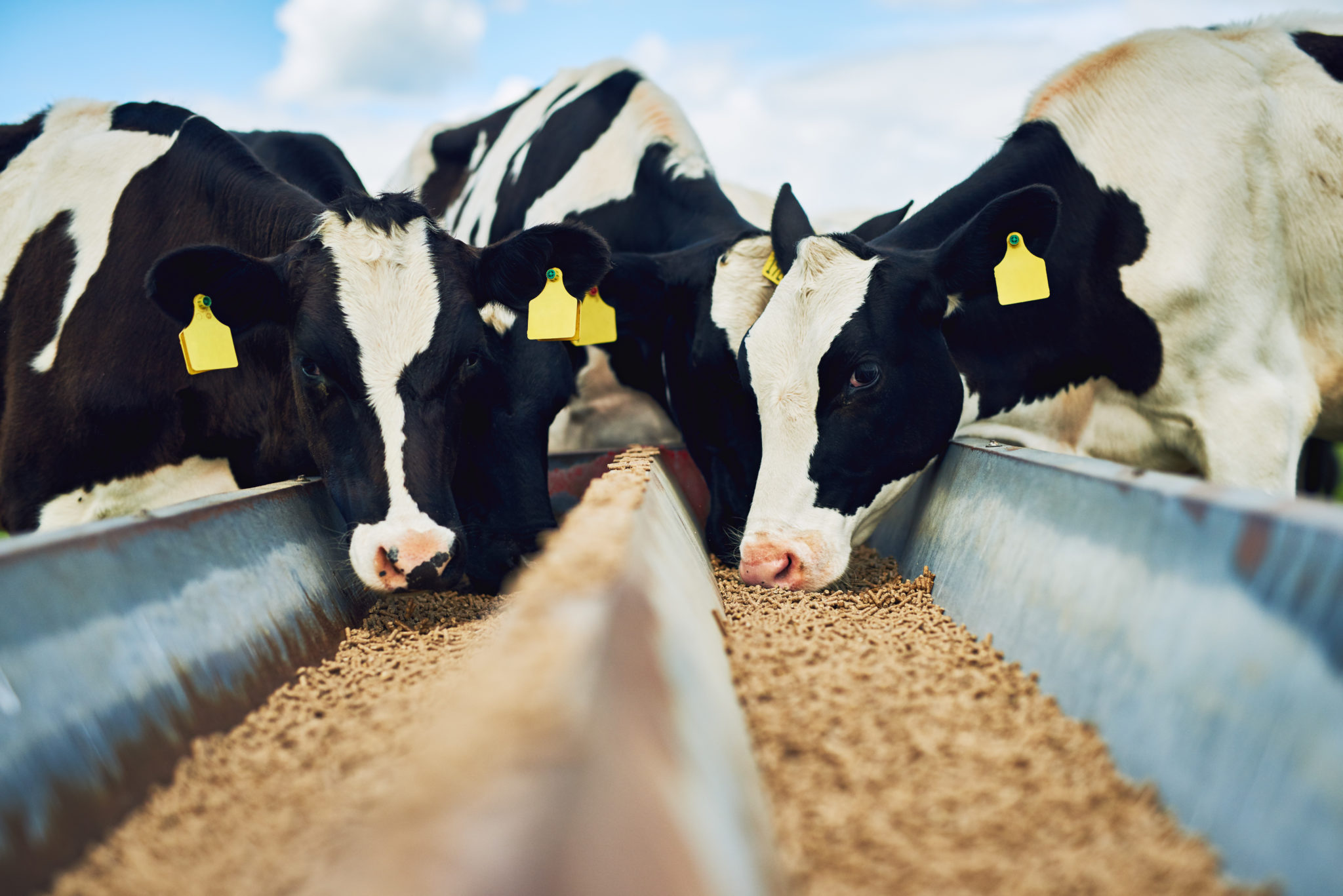 Livestock feed can be ruined by mold