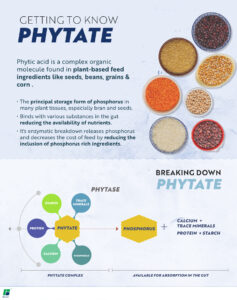 Phytic acid is a complex organic molecule found in plant-based feed ingredients like seeds, beans, grains and corn